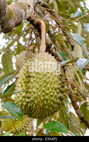 Roi des fruits, frais durian accroché sur arbre en Thaïlande Banque D'Images