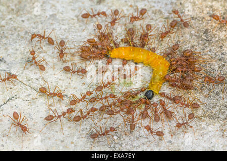 Fourmis rouges des groupes pour s'attaquer à un ver et le manger dans la nature en Thaïlande Banque D'Images