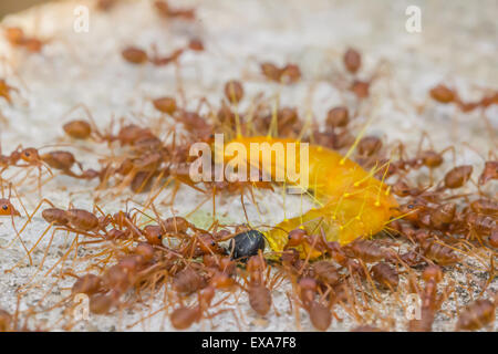 Fourmis rouges des groupes pour s'attaquer à un ver et le manger dans la nature en Thaïlande Banque D'Images