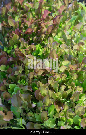 Mixed salad leaves croissant dans un jardin potager Banque D'Images