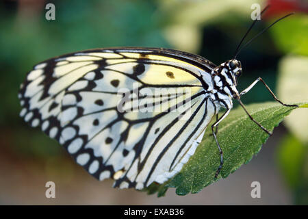 Jaune pâle papillon noir et blanc L'Aquarium de Long Island New York Riverhead Banque D'Images