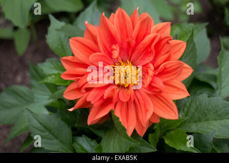 Figaro Dahlia fleurs en été de la literie Banque D'Images