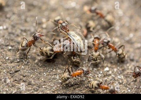 Essaim de fourmis se bat pour la nourriture Macro Close Up Banque D'Images