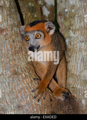 L'Eulemur coronatus (Lemur couronné), jeune homme, les forêts sèches du parc national de l'Ankarana, Madagascar Banque D'Images