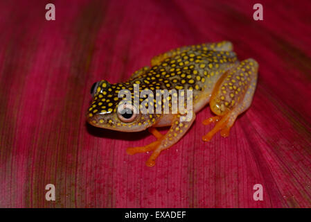 Baumsteiger Art Grenouille (Heterixalus Alboguttatus), Parc National de Ranomafana, Madagascar Banque D'Images