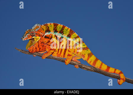 Caméléon panthère (Furcifer pardalis), homme en posture menaçante, Madagascar Banque D'Images