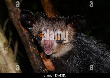 Aye-aye (Daubentonia madagascariensis) dans la forêt tropicale de Masoala, à Madagascar Banque D'Images