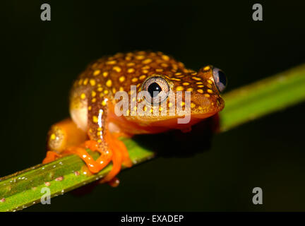 Whitebelly alboguttatus Heterixalus Reed (Grenouille), Ranomafana, Madagascar Banque D'Images