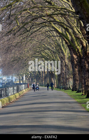 Les gens qui marchent le long d'une avenue de platanes dans Wandsworth Park sur la rive sud de la Tamise à Putney Banque D'Images