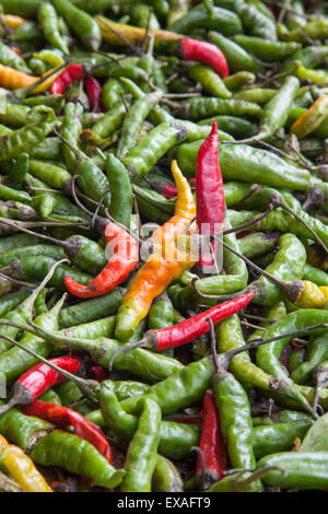 Les piments utilisés comme nourriture dans la cuisine indienne, considéré comme l'un des plus riches dans le monde des saveurs et des parfums, au Népal Banque D'Images