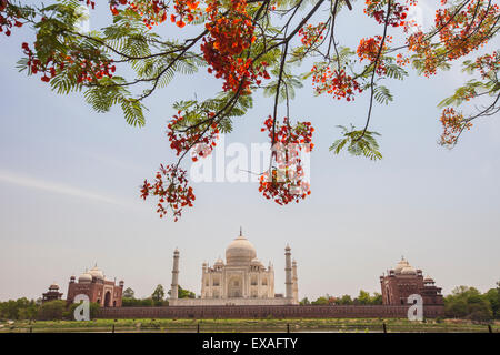 Branches d'un arbre en fleurs avec red flowers frame le Taj Mahal, symbole de l'Islam en Inde, l'UNESCO, Agra, Uttar Pradesh, Inde Banque D'Images