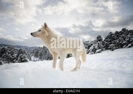 Le loup arctique (Canis lupus arctos), Montana, États-Unis d'Amérique, Amérique du Nord Banque D'Images