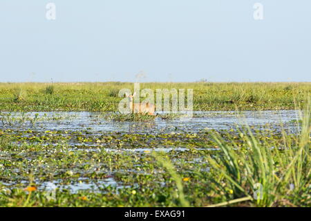 Pampas rares cerfs dans swamp, Ibera Parc National, l'Argentine, l'Amérique du Sud Banque D'Images