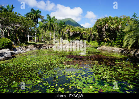 Nevis Botanical Garden, Nevis, Saint Kitts et Nevis, Iles sous le vent, Antilles, Caraïbes, Amérique Centrale Banque D'Images