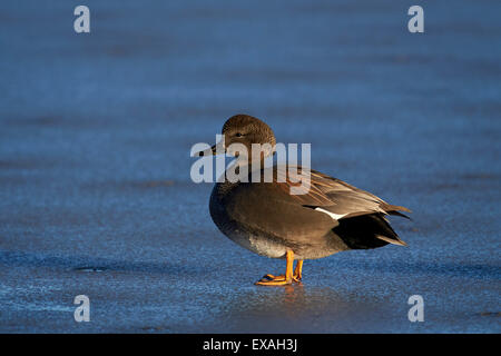 Le Canard chipeau mâle debout sur un étang gelé en hiver, Bosque del Apache National Wildlife Refuge, New Mexico, USA Banque D'Images