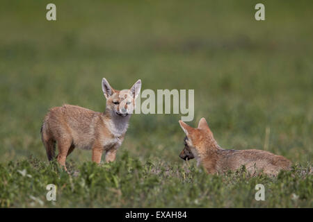 Le Chacal chacal doré (Serengeti) (Canis aureus bea) pups, Cratère du Ngorongoro, en Tanzanie, Afrique de l'Est, l'Afrique Banque D'Images