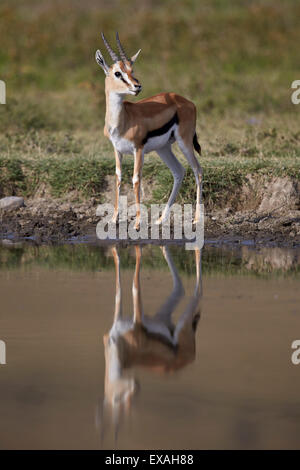 Thomson (Gazella thomsonii) buck avec réflexion, le cratère du Ngorongoro, en Tanzanie, Afrique de l'Est, l'Afrique Banque D'Images