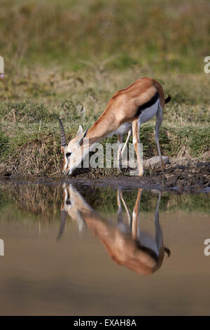 Thomson (Gazella thomsonii) buck boire avec la réflexion, le cratère du Ngorongoro, en Tanzanie, Afrique de l'Est, l'Afrique Banque D'Images