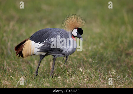 Grue couronnée grise (Sud) grue couronnée (Balearica regulorum), le cratère du Ngorongoro, en Tanzanie, Afrique de l'Est, l'Afrique Banque D'Images