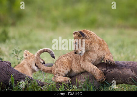 Lion (Panthera leo) d'Oursons jouant, le cratère du Ngorongoro, en Tanzanie, Afrique de l'Est, l'Afrique Banque D'Images