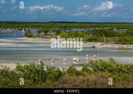 Spatules (Platalea ajaja sterne), lagune, Punta Sur Eco Park, l'île de Cozumel, Quintana Roo, Mexique, Amérique du Nord Banque D'Images