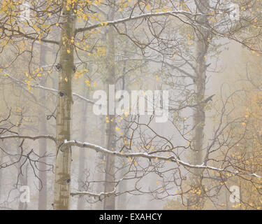 Les trembles à l'automne dans le brouillard, Grand Mesa National Forest, Colorado, États-Unis d'Amérique, Amérique du Nord Banque D'Images