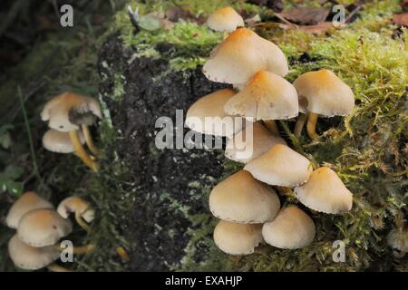 Touffe de soufre champignons poussant sur une journal moussue, Gloucestershire Wildlife Trust nature reserve, Gloucestershire, England, UK Banque D'Images