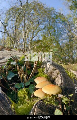 Touffe de soufre champignons poussant sur une journal moussue, Gloucestershire Wildlife Trust nature reserve, Gloucestershire, England, UK Banque D'Images