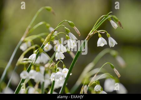 Flocon d'été (Leucojum aestivum Lutton (Lily) floraison dans riverside humide des bois, Wiltshire, Angleterre, Royaume-Uni Banque D'Images