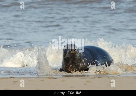 Phoque gris (Halichoerus grypus) hauling adultes à terre entre les vagues, Norfolk, Angleterre, Royaume-Uni, Europe Banque D'Images