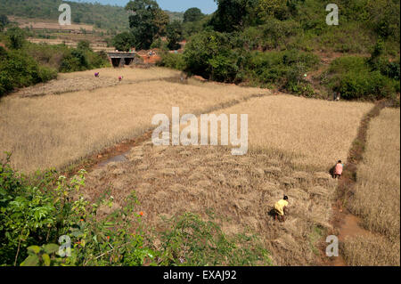Les femmes de la récolte du riz à la main dans les différents champs, village du district de Koraput, Orissa (Inde), d'Odisha, Asie Banque D'Images
