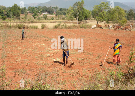 Homme labourant sol Village rouge fait main avec hoe, épouse aidant, les vaches dans le district de Koraput, de distance, de l'Orissa (Inde), d'Odisha Banque D'Images