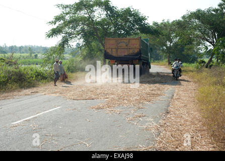 Récolte de riz de battage camion roulant sur elle, laissée là par le mari et la femme, du district de Koraput, Orissa (Inde), d'Odisha, Asie Banque D'Images