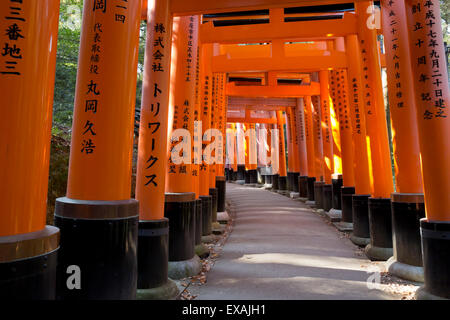 Senbon Torii (1 000) portes Torii, Fushimi Inari Taisha, Kyoto, Japon, Asie Banque D'Images