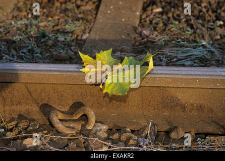 Une feuille sur une voie de chemin de fer Banque D'Images
