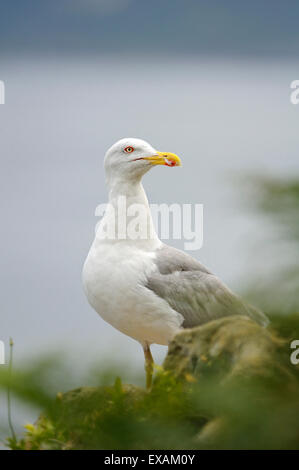Portrait Vertical jaune de goéland, Larus cachinnans michahellis, perché sur les rochers adultes contre la mer. Banque D'Images