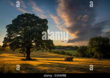 Le soleil derrière un arbre magnifique en milieu rural Le Yorkshire avec une balle de foin Catching the light Banque D'Images