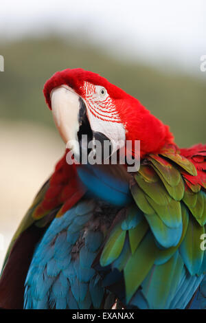 Ara rouge. Macaw sitting on branch et le nettoyage de leurs plumes. Très faible profondeur de champ Banque D'Images