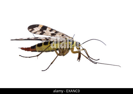 La famille de la mouche Scorpion Panorpidae sur fond blanc Banque D'Images