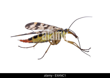 La famille de la mouche Scorpion Panorpidae sur fond blanc Banque D'Images