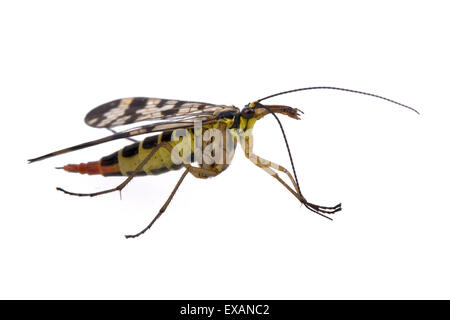 La famille de la mouche Scorpion Panorpidae sur fond blanc Banque D'Images