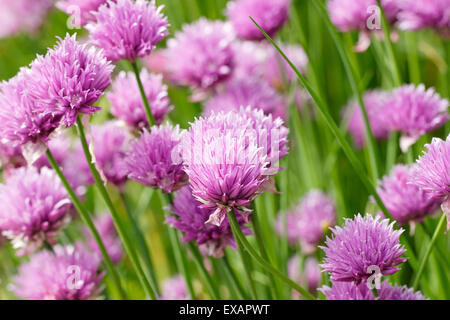 La ciboulette (Allium schoenoprasum) Banque D'Images