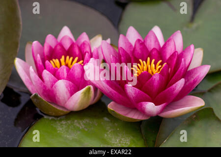 Violet rouge deux nénuphars roses avec feuilles Banque D'Images