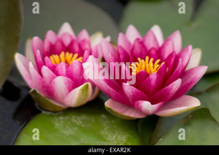Violet rouge deux nénuphars roses avec feuilles Banque D'Images