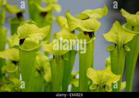 Plante carnivore sarracénie Sarracenia flava Banque D'Images