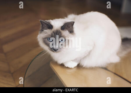 Chat Ragdoll assis sur une table basse Banque D'Images