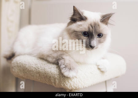 Chat Ragdoll couché Banque D'Images