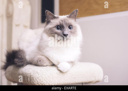 Chat Ragdoll couché, portrait Banque D'Images