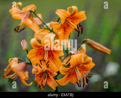 Lys Orange lily close up Lilium Banque D'Images