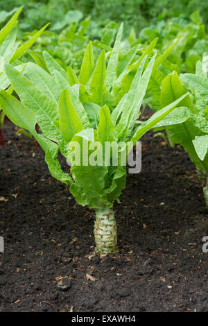 Lactuca sativa var. asparagina. Laitue de plantes dans un jardin potager Banque D'Images